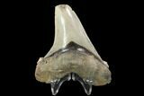 Serrated, Angustidens Tooth - Megalodon Ancestor #122248-1